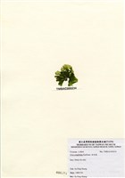 藏品(牡丹菜)的圖片